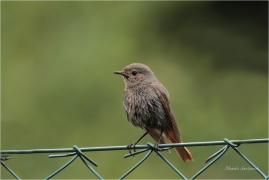 <p>REHEK DOMÁCÍ (Phoenicurus ochruros) /Black redstart - Hausrotschwanz/</p>